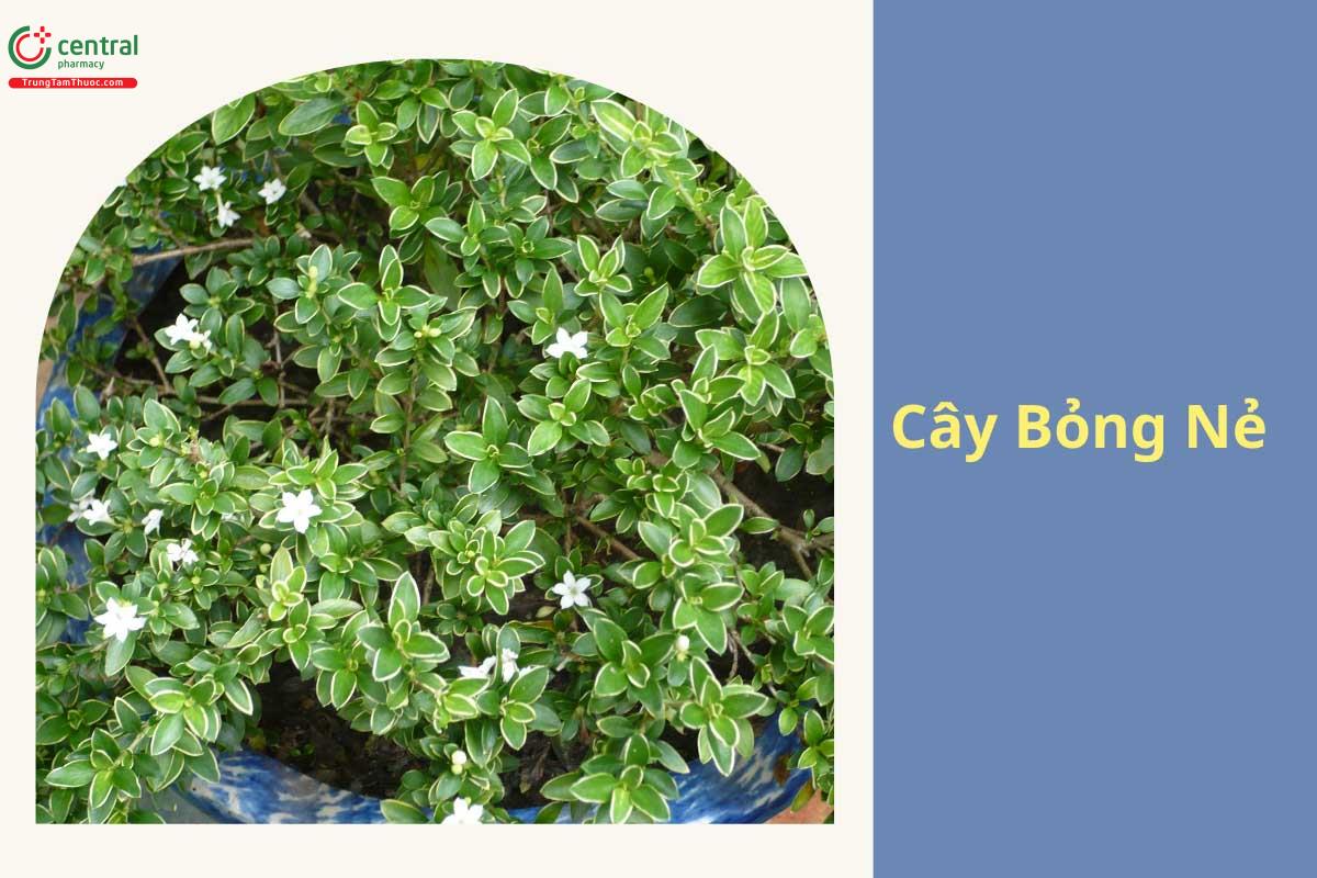 Bỏng Nẻ thuộc dạng cây bụi