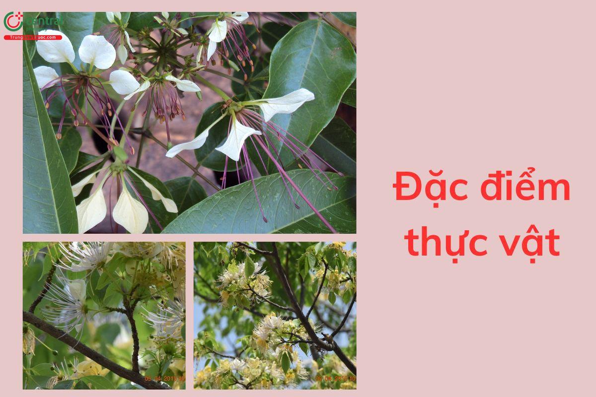 Hình ảnh cây Bún