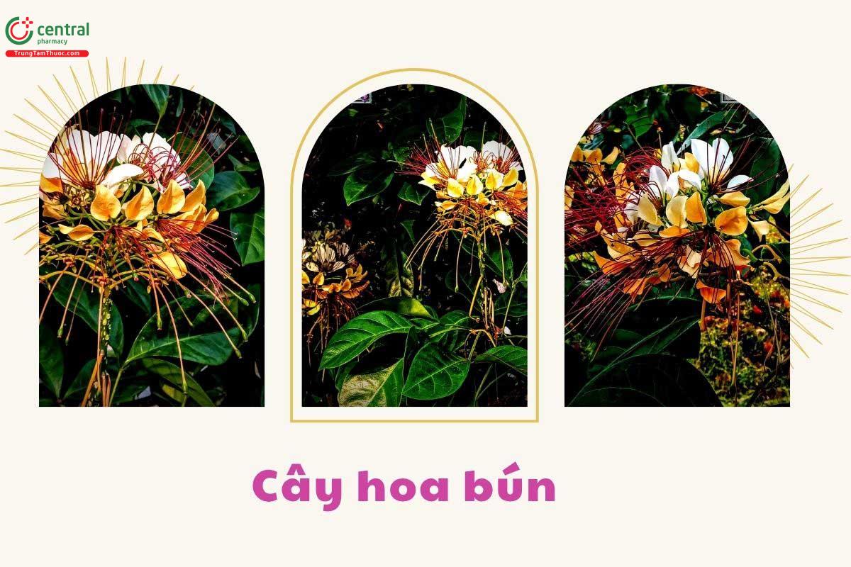 Đặc điểm phân bố