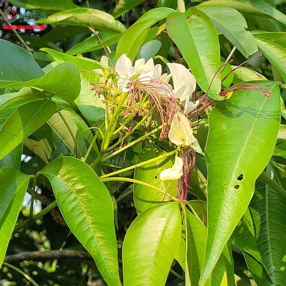 Thành phần hóa học