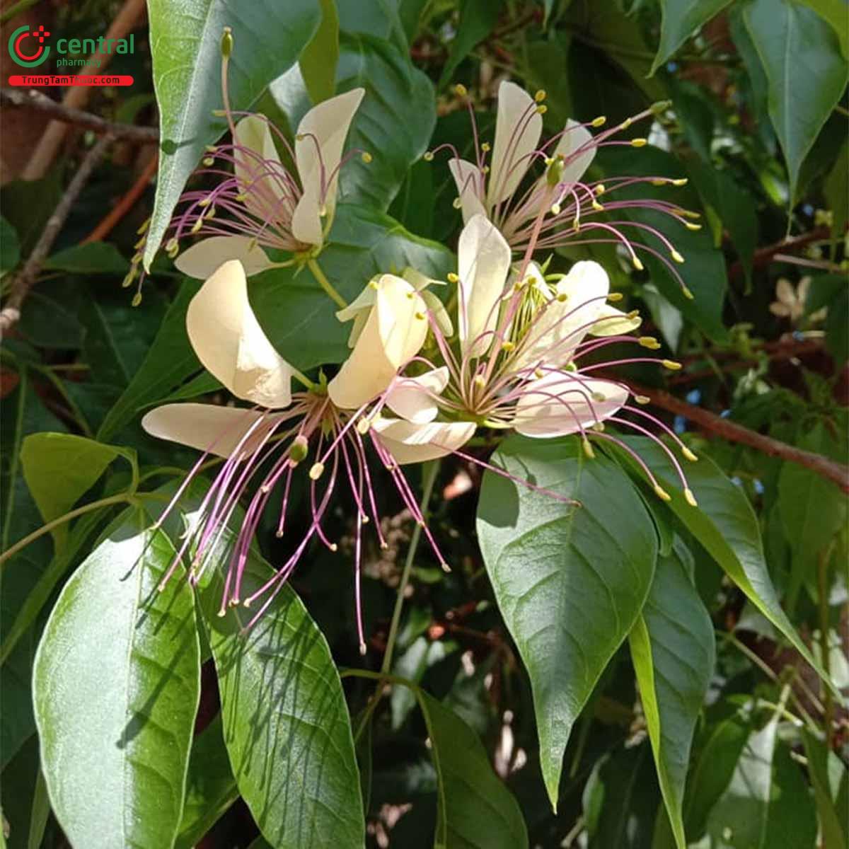 Tác dụng của cây hoa Bún