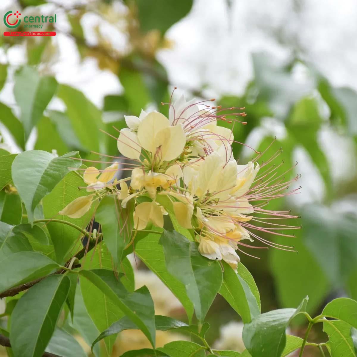 Hoa của cây Bún thiêu