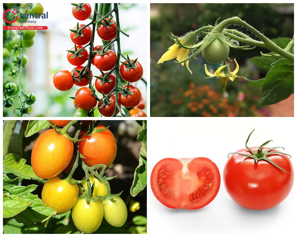 Cây Cà chua - Loại quả bổ dưỡng với nhiều công dụng