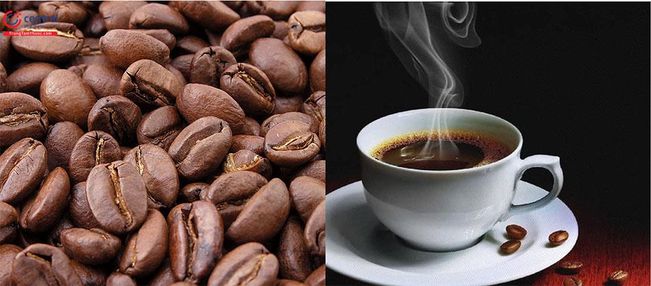 Cây Cà phê - Nhiều lợi ích sức khỏe cho mọi người