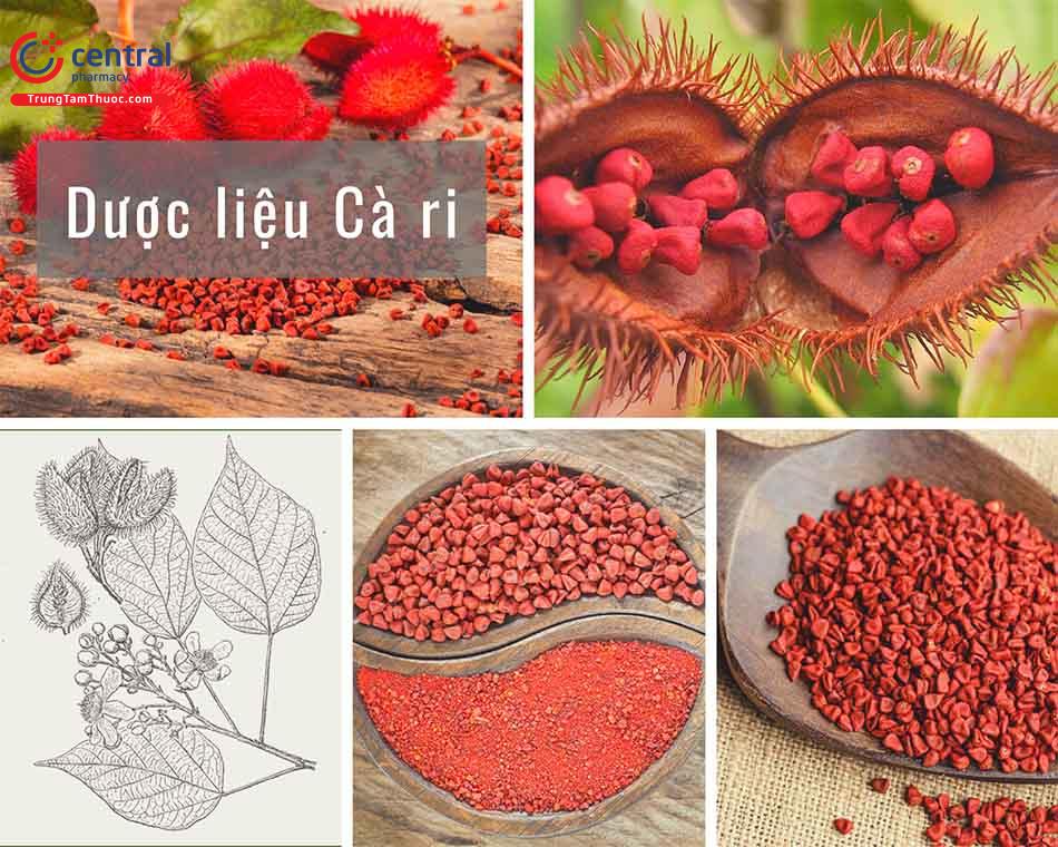 Cây cà ri - Tăng cường hệ miễn dịch và giảm nguy cơ mắc bệnh tim mạch