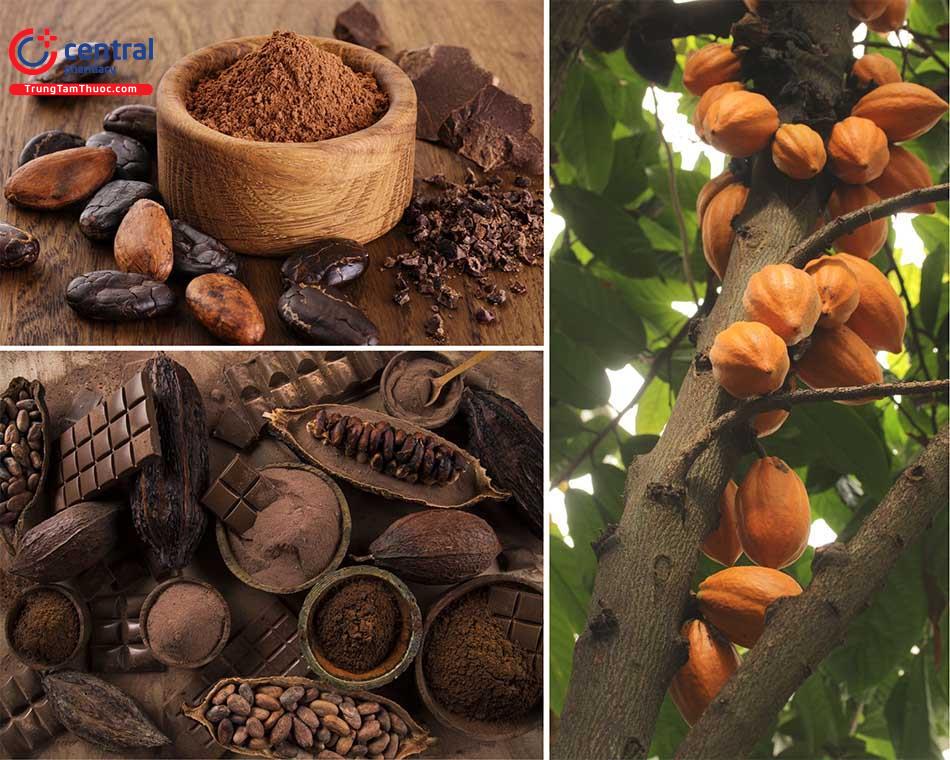 Bột Cacao - Thực phẩm bổ dưỡng giúp ổn định huyết áp