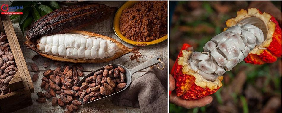 Bột Cacao - Thực phẩm bổ dưỡng giúp ổn định huyết áp