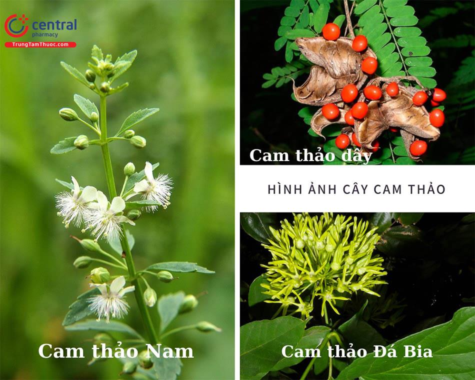 Cam thảo - Trị cảm, ho, viêm họng, sâu răng và đau dạ dày hiệu quả