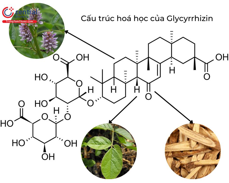 Cam thảo - Trị cảm, ho, viêm họng, sâu răng và đau dạ dày hiệu quả