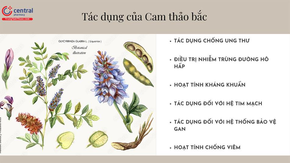 Cam thảo - Trị cảm, ho, viêm họng, sâu răng và đau dạ dày hiệu quả