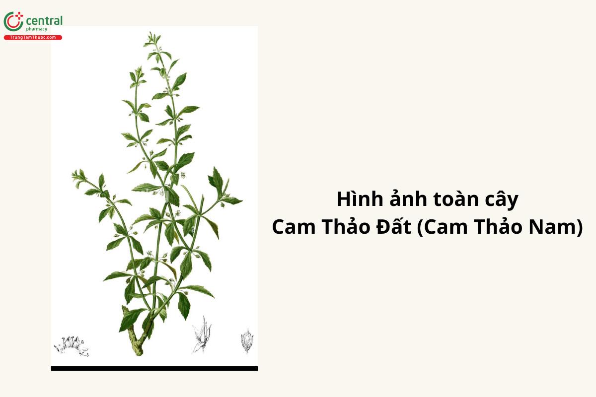 Cam Thảo Đất là loài ưa sáng, ưa ẩm