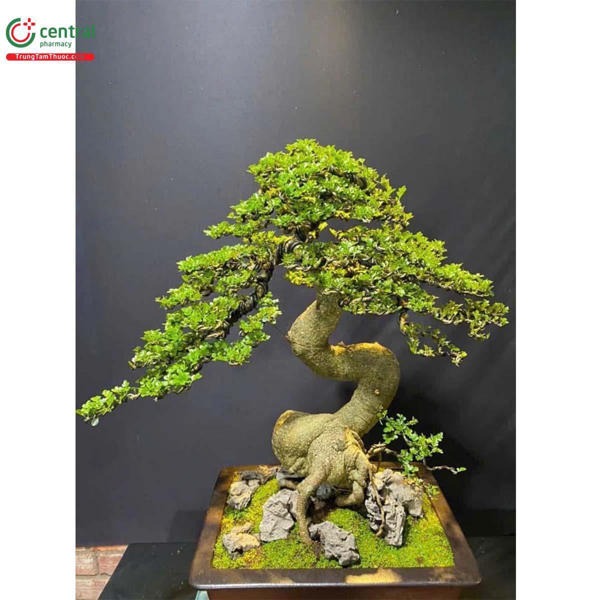 Hình ảnh cây Cần thăng bonsai đẹp