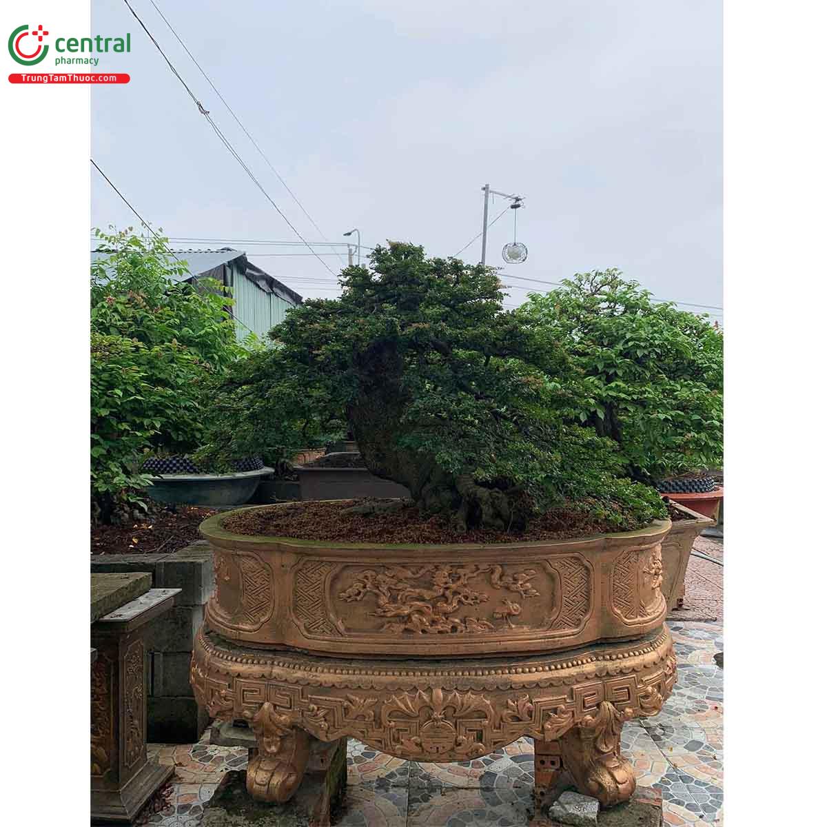 Cây cần thăng bonsai