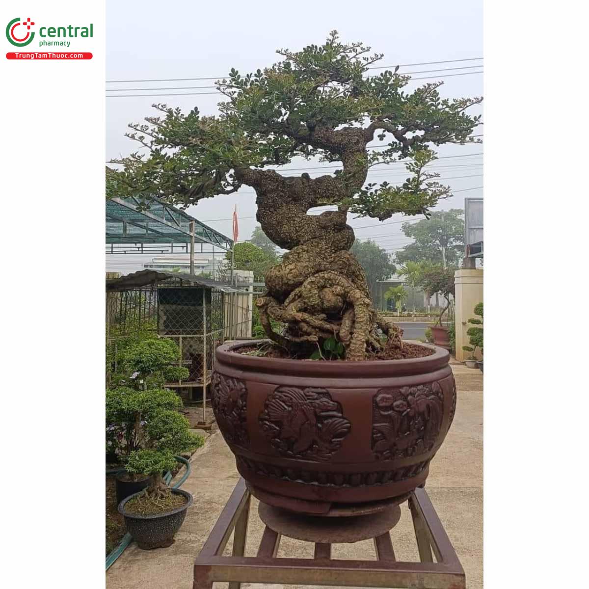 Hình ảnh cây Cần thăng bonsai đẹp ở Việt Nam