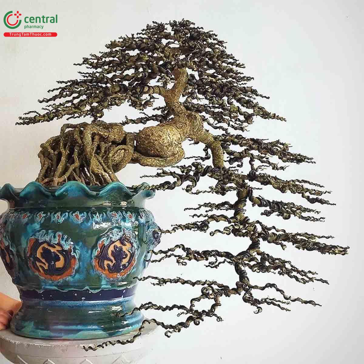 Hình ảnh cây Cần thăng bonsai đẹp ở Việt Nam