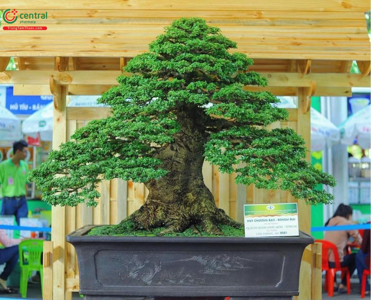 Hình ảnh cây cần thăng bonsai