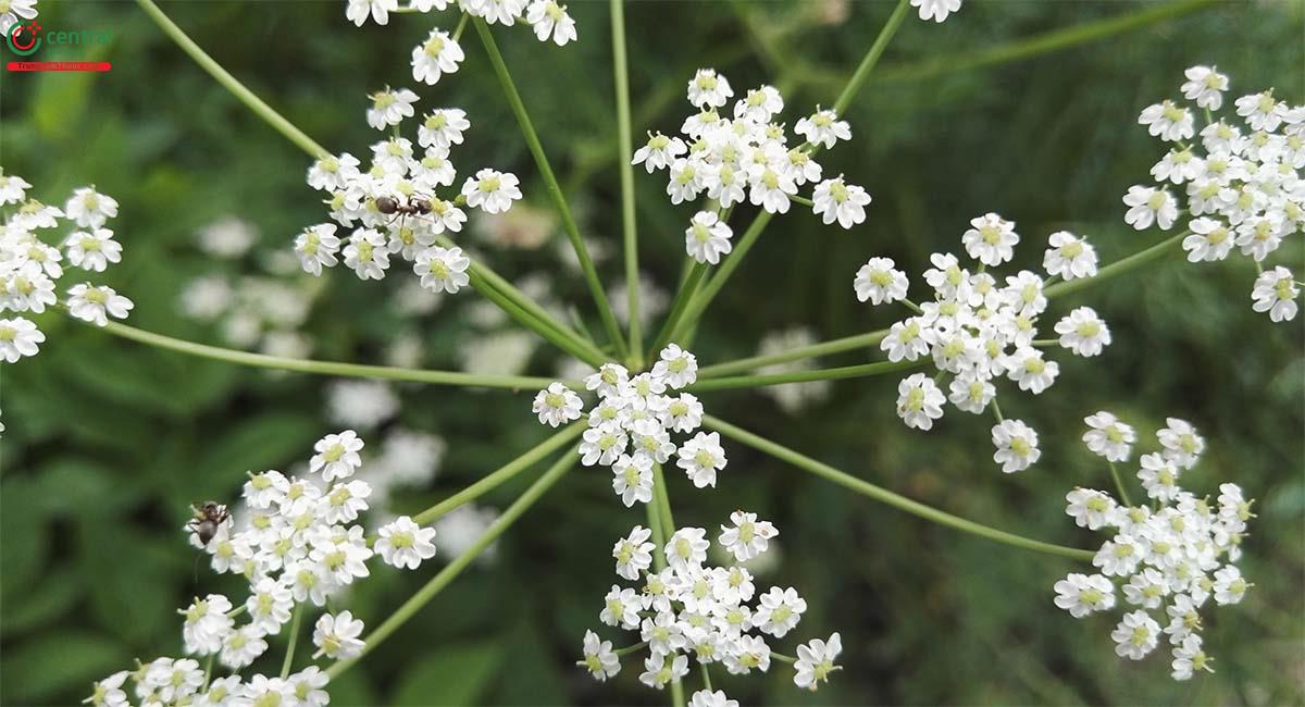 Hình ảnh hoa của cây Caraway