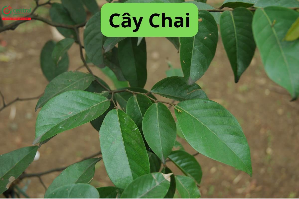 Cây Chai