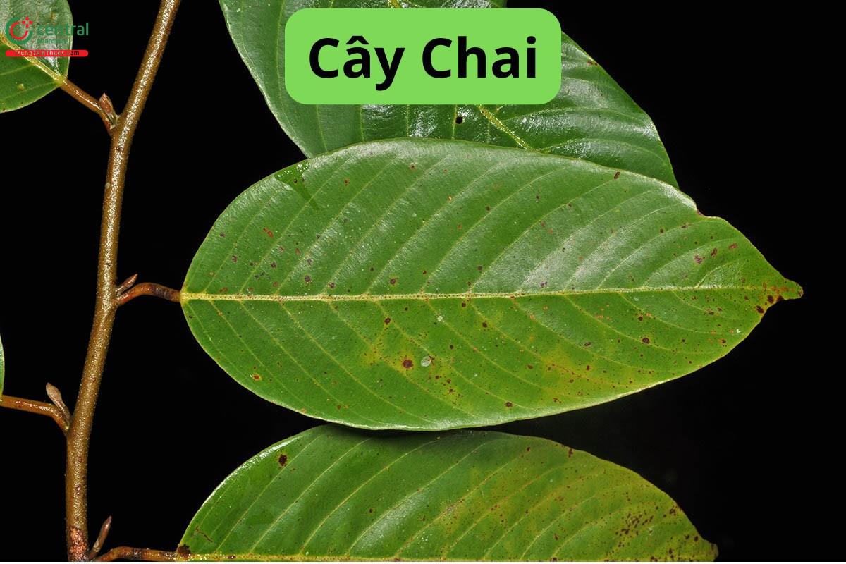 Cây Chai