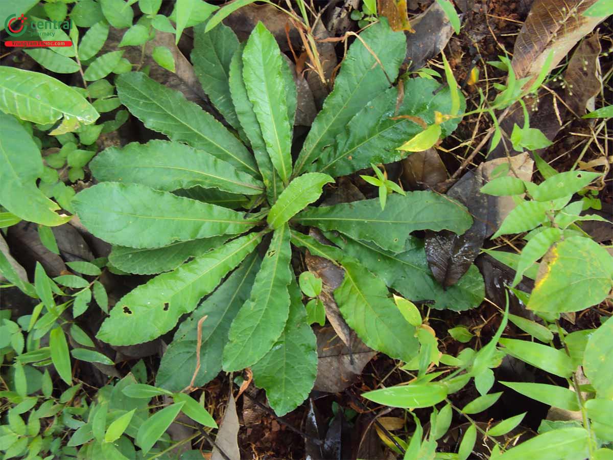 Cây Chỉ thiên