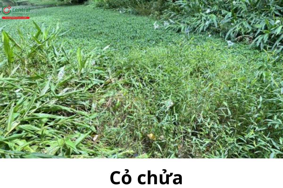 Cỏ chửa