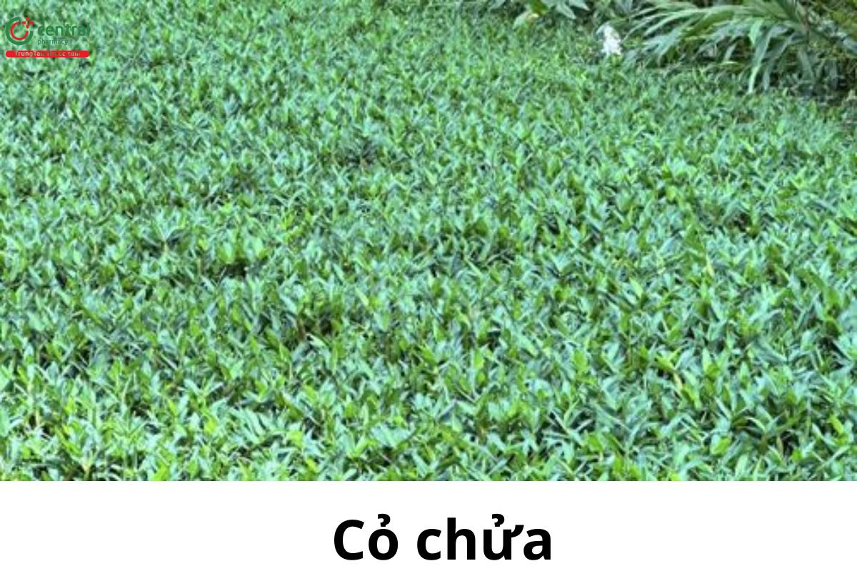 Cỏ chửa