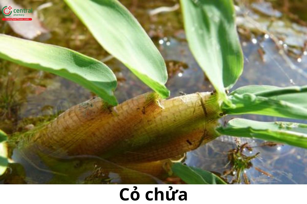 Cỏ chửa