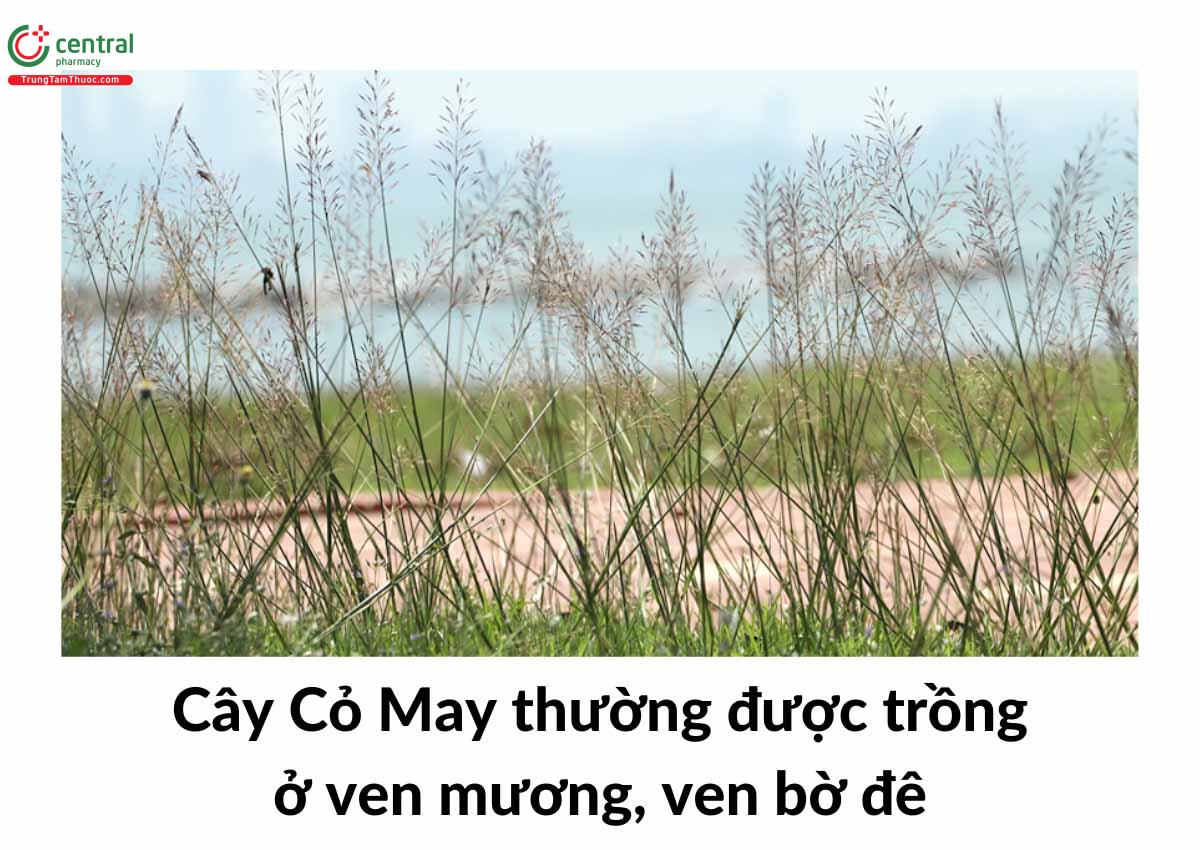 Cây Cỏ May thường được trồng ở ven mương, ven bờ đê