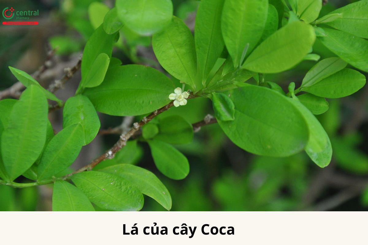 Hình ảnh cây Coca