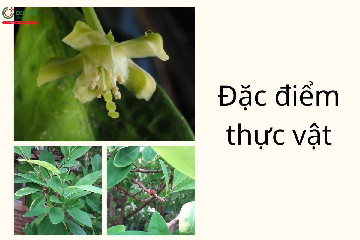 Đặc điểm thực vật