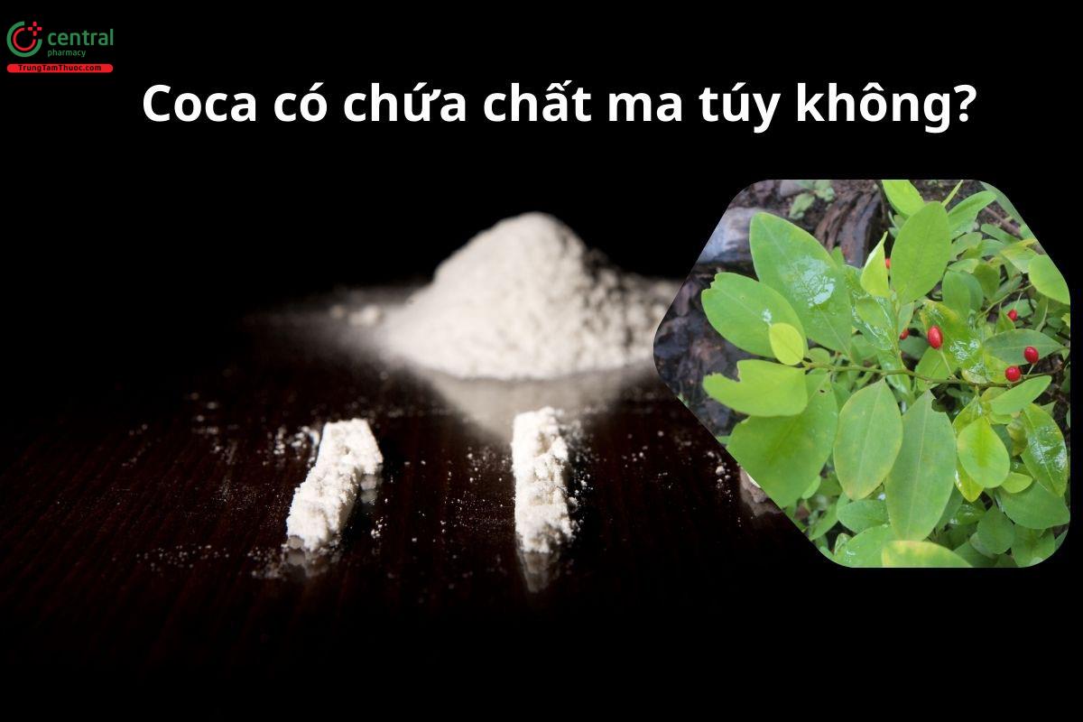 Cây Coca có chứa chất ma túy không?