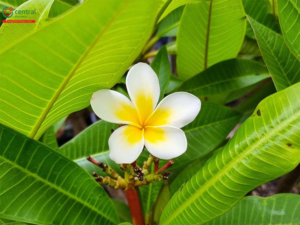 Cây hoa Đại (Hoa Sứ - Plumeria rubra L.var. acutifolia (Poir.) Bailey ...