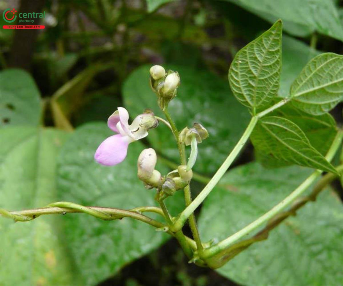 Cây Đậu ngự