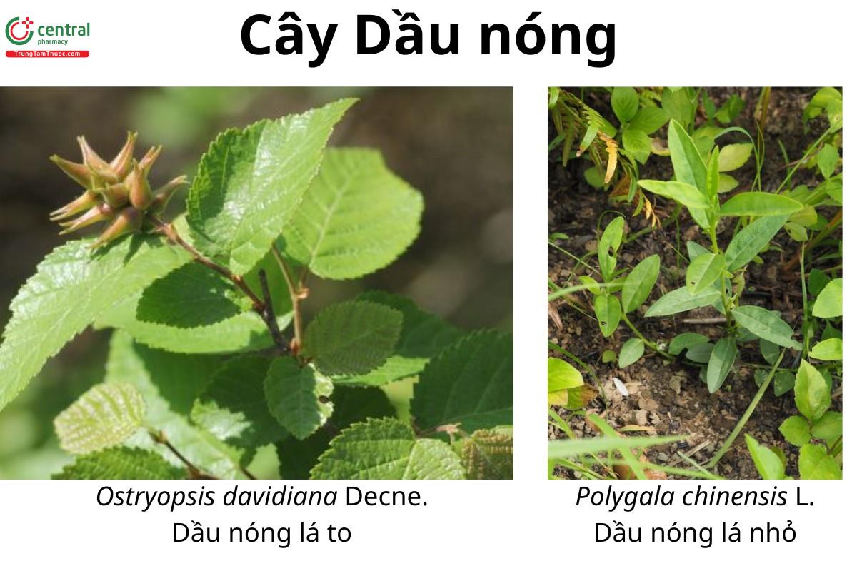 Cây Dầu nóng