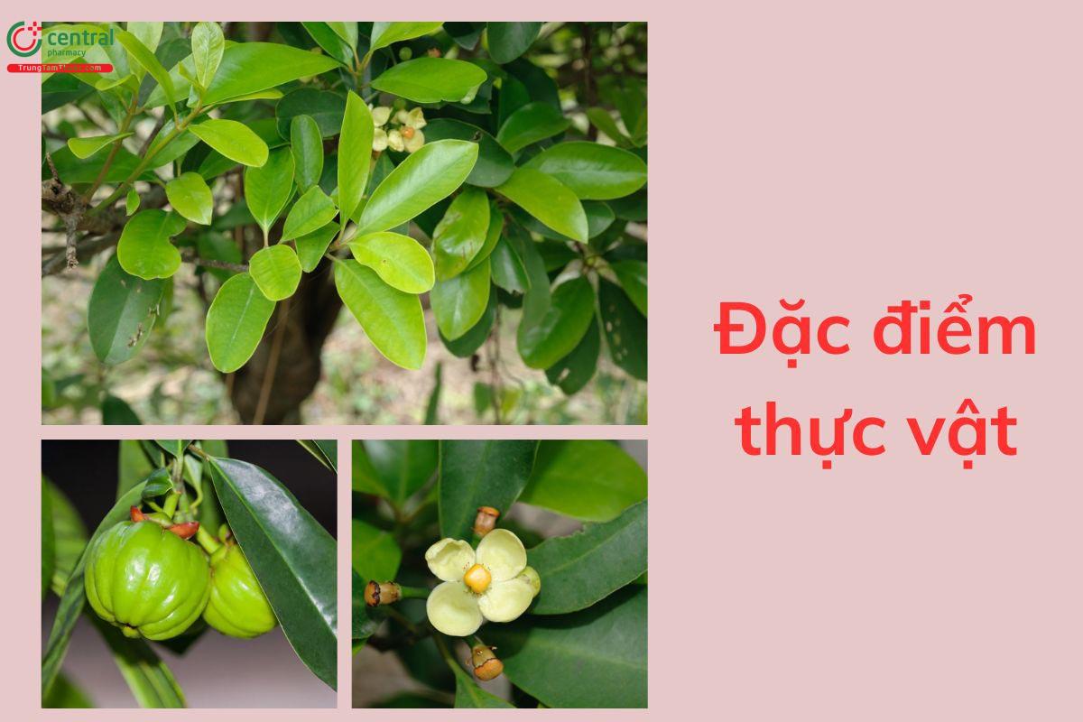 Đặc điểm thực vật