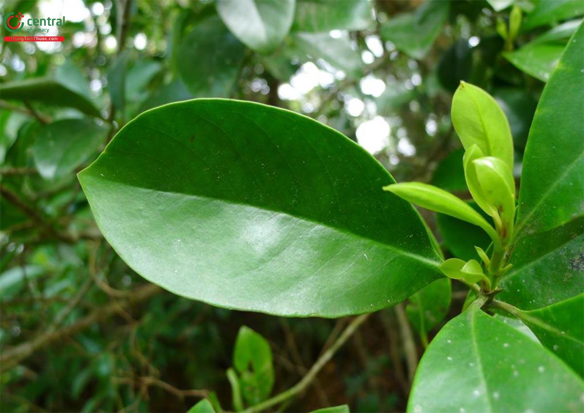 Đặc điểm phân bố