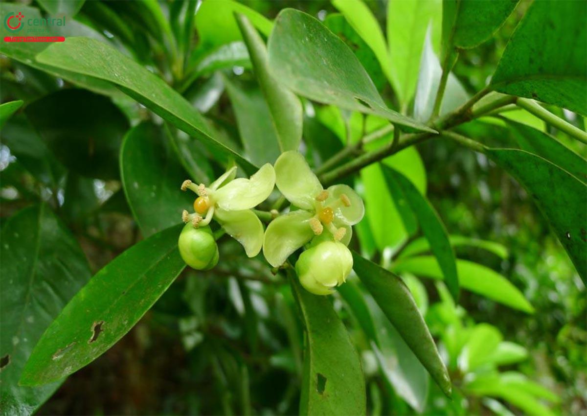 Tác dụng của cây Dọc