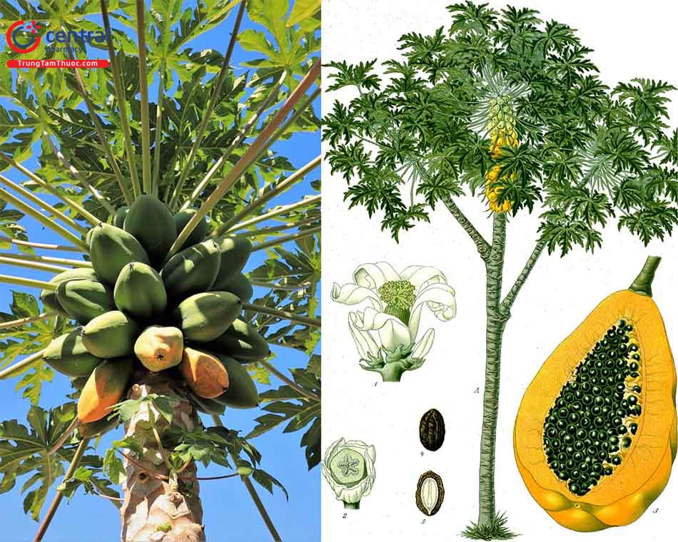 Đu đủ - Loài trái cây nhiệt đới với công dụng tuyệt vời