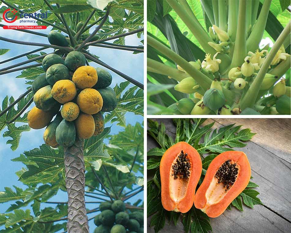 Đu đủ - Loài trái cây nhiệt đới với công dụng tuyệt vời