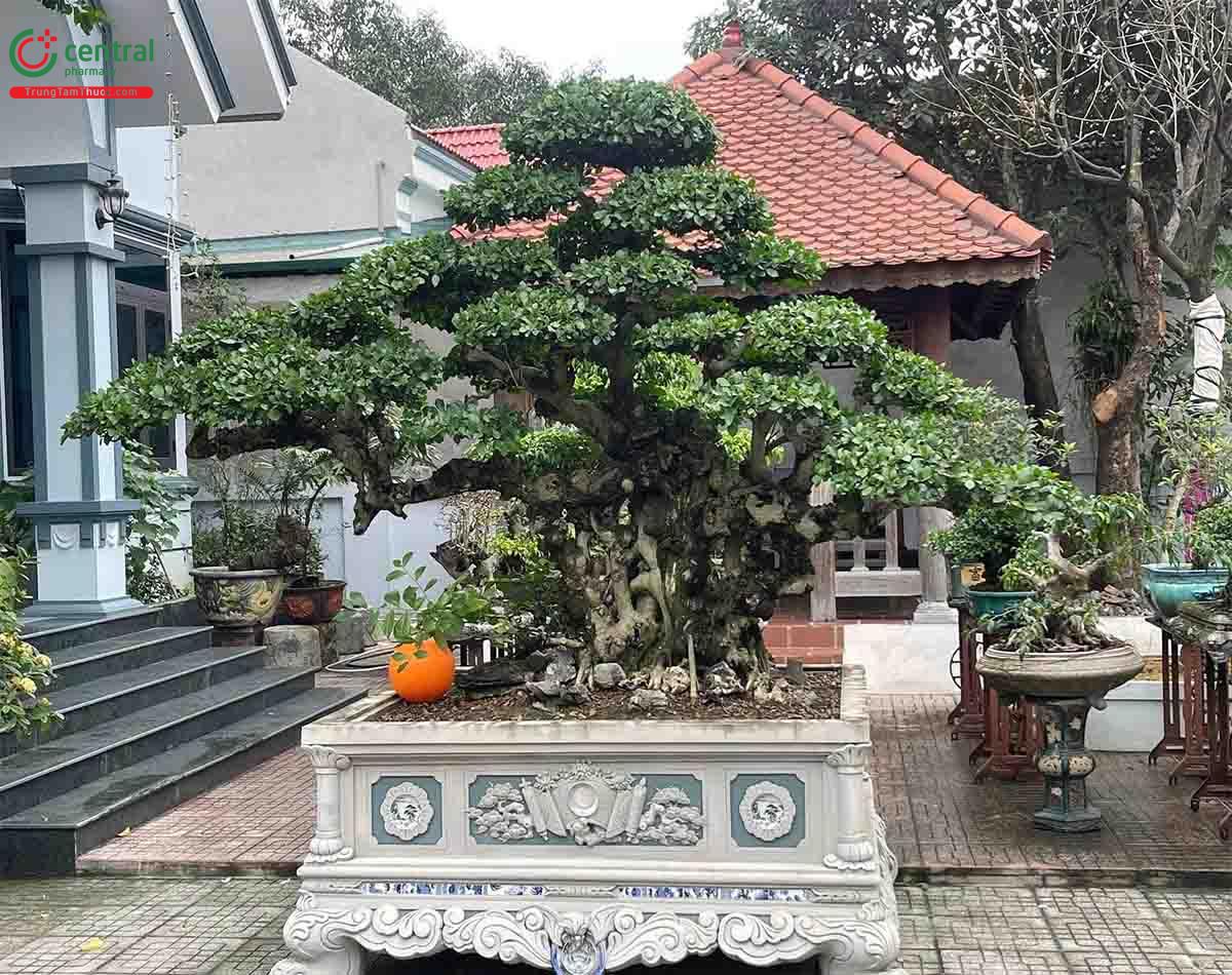 Cây Duối bonsai dáng đẹp