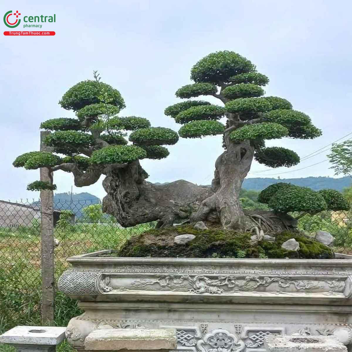 Cây Duối bonsai dáng đẹp