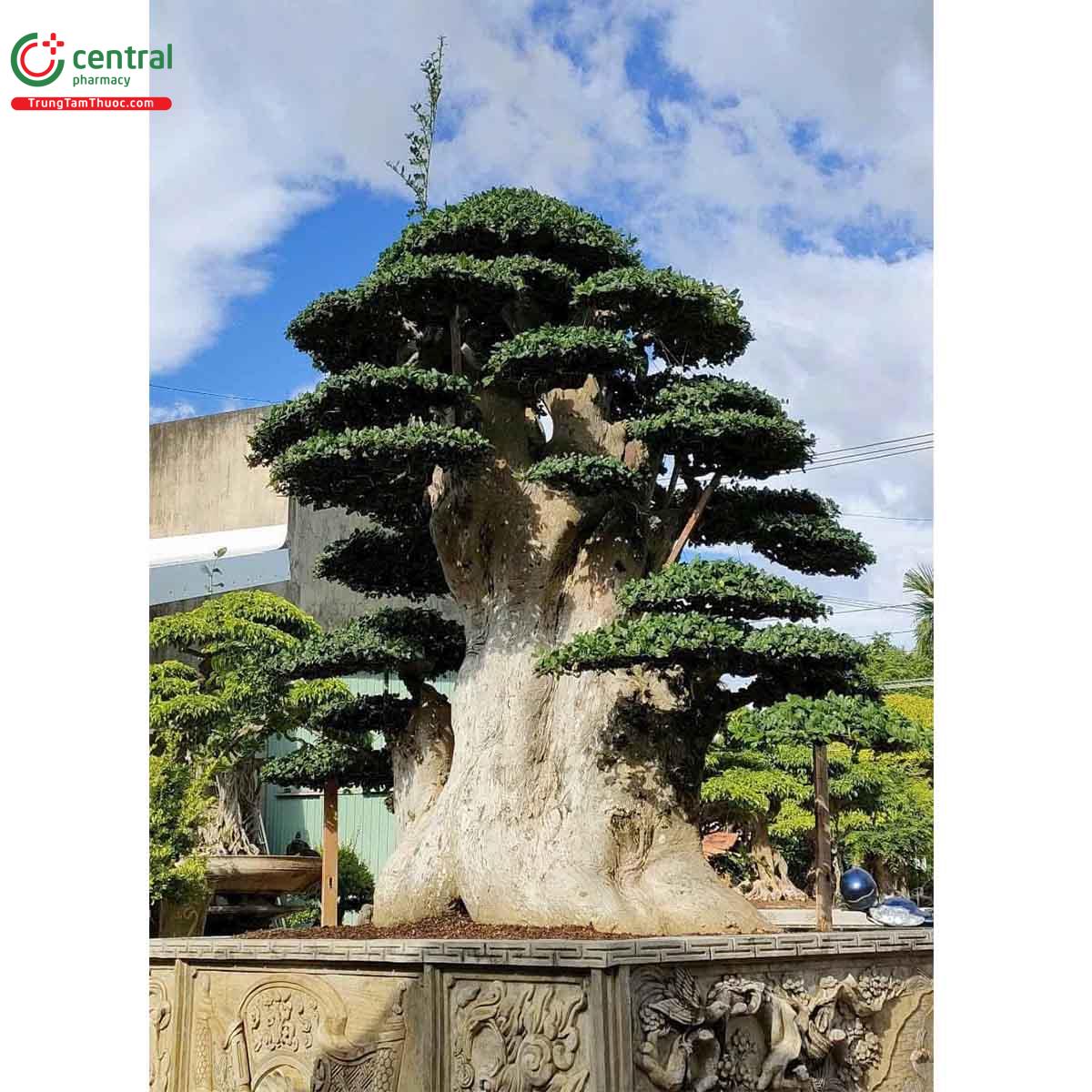 Hình ảnh cây Duối