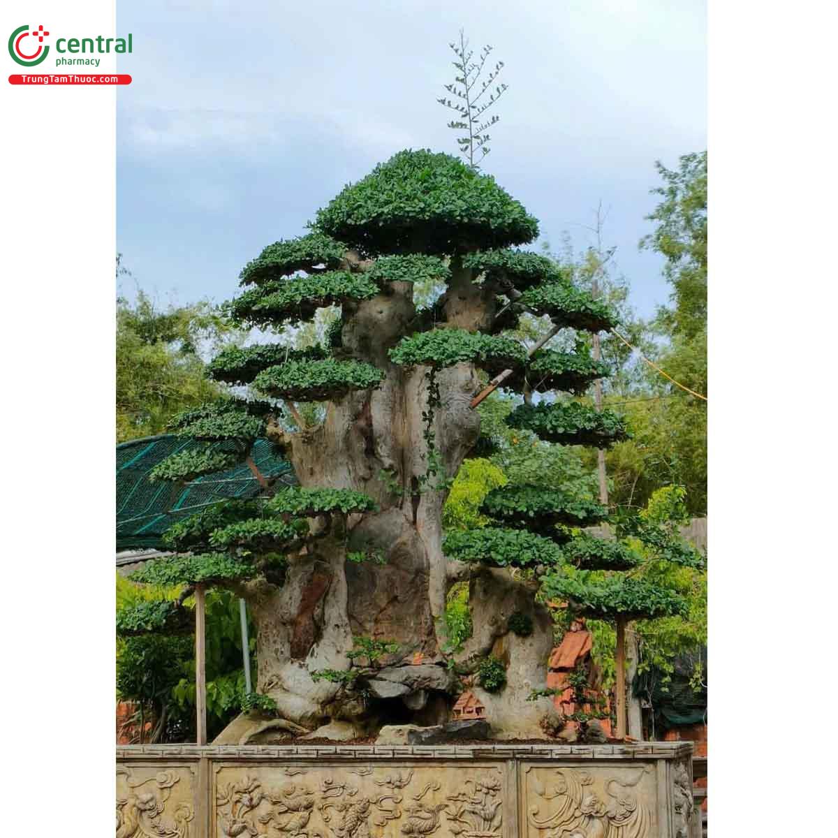 Hình ảnh cây Duối