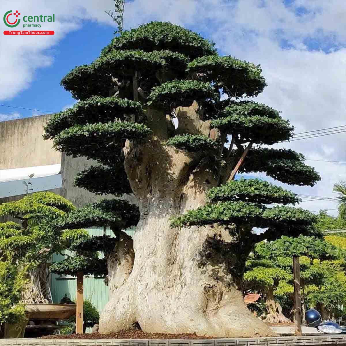 Cây Duối bonsai dáng đẹp