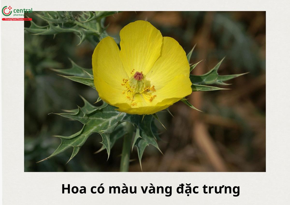 Hoa có màu vàng đặc trưng