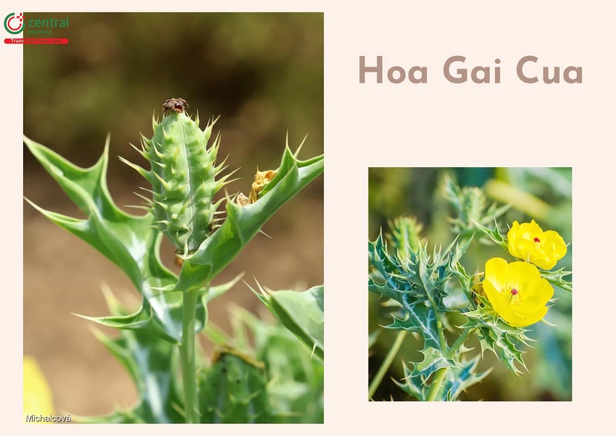 Hoa của cây Cà Dại Hoa Vàng