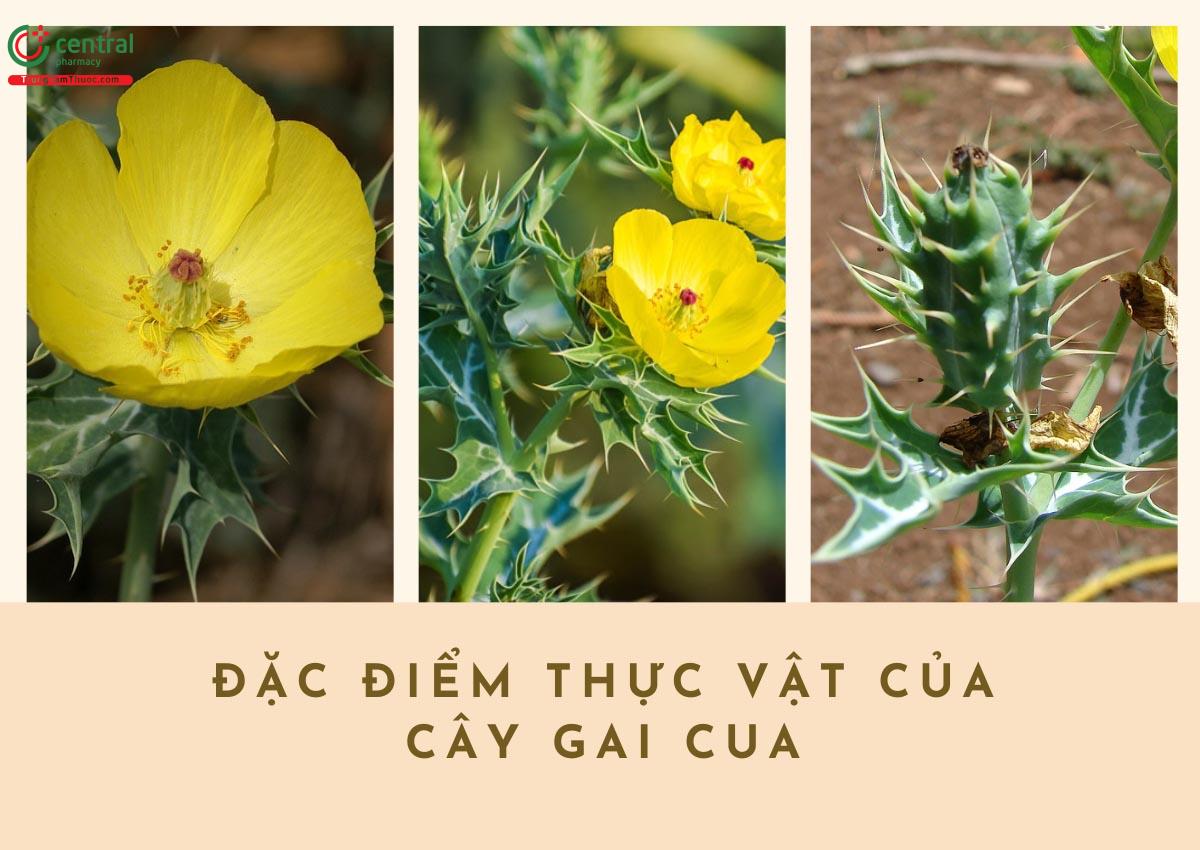 Đặc điểm thực vật của cây Gai Cua