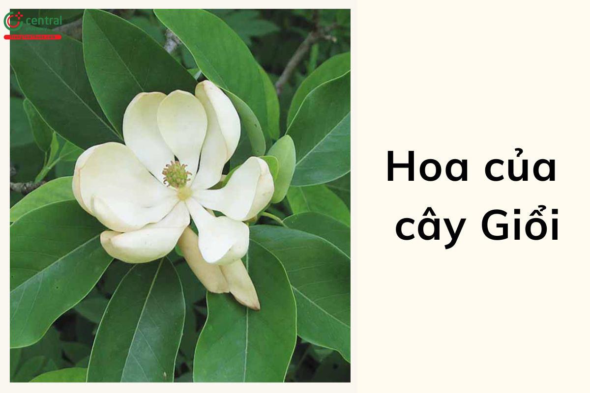 Hoa của cây Giổi