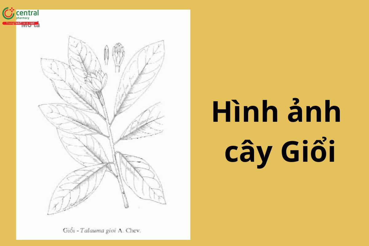 Hình ảnh cây Giổi