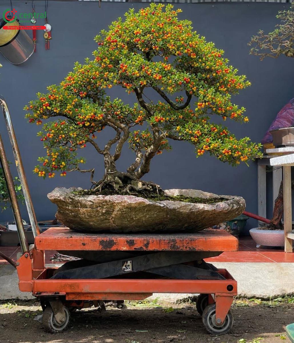 Hình ảnh Cây Hải Châu
